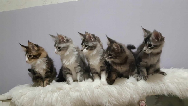 Maine Coon - mainská mývalia mačka - www.maine-coons.sk